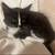 Kittens 4 thumbnail