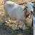 Boer goats bred / chivas cargadas 16 thumbnail