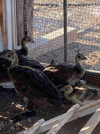 Peachicks for sale 1