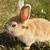 Netherland dwarf and silver marten rabbits 4 thumbnail