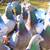 Racing Pigeons for Sale – Top Bloodlines! 1 thumbnail
