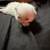 Himalayan kittens 14 thumbnail