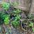 Fresh Gynura Procumbens Edible Longevity Spinach Plant 1 thumbnail