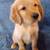 goldens 2 thumbnail