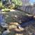 Yard cleanup & gardening 14 thumbnail