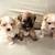 4 week old Shih Tzu/ Pomeranian puppies 2 thumbnail