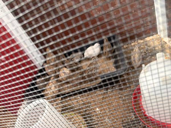 Quails 1
