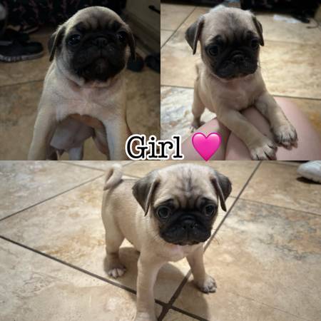 Pug (Compton)63893601132034123