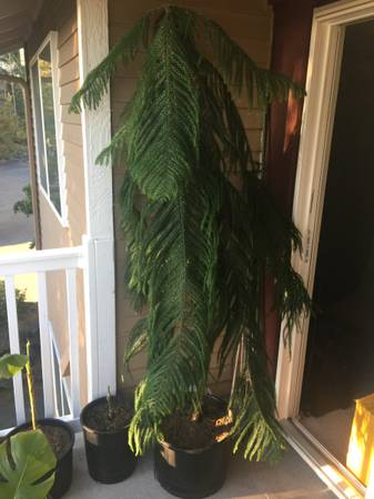 Norfolk Island Pine - 7 Feet Tall - Pruned To Put Against A Wall - $40063471374382595120