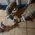Mini Schnauzer Puppy 6 thumbnail