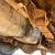 2003 Ford F-350 Pickup Truck—193,293 Miles! International Model—Bid 7 thumbnail