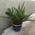 Healthy asparagus in a blue glazed pot 1 thumbnail