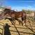 7+ year old grade stud 5 thumbnail
