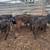 6 steer calves 3 thumbnail