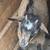 Goats for sale 6 thumbnail