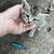 Kittens (re-homeing) 4 thumbnail