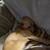 chihuauha 3 thumbnail