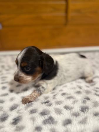 Mini doxies de pelo largo (Fresno)63798820755459123