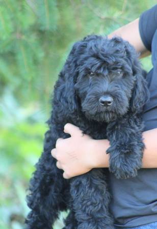 ¡Cachorro de 4 meses necesita un hogar amoroso! (Yacolt)64220358897665120