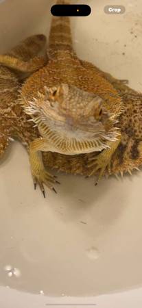 Dragón barbudo para reubicación (El Reno)63670608449283120
