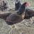 Chickens 3 thumbnail