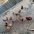 Chickens 1 thumbnail