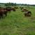 Preg Checked Range/Grass only Beef Cows 2 thumbnail