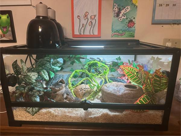 Snake or reptile enclosure63861571835905120