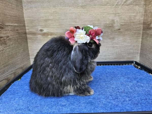 Black Otter Holland Lop (Conyers)63881506130947121