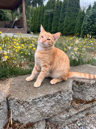 Kittens kitten (Kent/Covington)63853464744449122