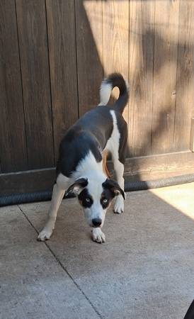 6 month female Border Collie (Marshall)63862108467587122