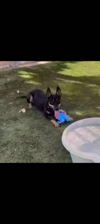 Hembra de mezcla de pastor australiano feliz y adorable (pequeña) (Carmichael)63881395324035121