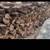 ***FIREWOOD*** 1 thumbnail