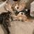 Kittens for Adoption 1 thumbnail