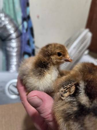 Brahma chicks (Cape Cod)63701338985601124