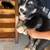 Standard poodle/ husky mix 5 thumbnail
