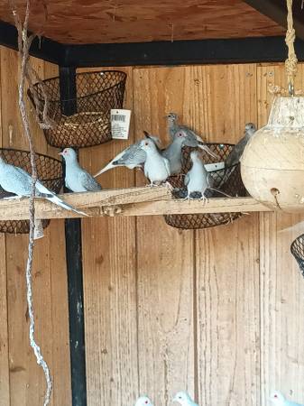 Palomas diamante (Kyle)63975348797954124
