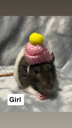 Rehoming pet rats (Titusville)63867089539331123