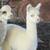 Alpacas 1 thumbnail
