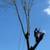 Tree removal/ tree service/ land clearing 6 thumbnail