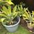 FOXTAIL AGAVE PLANTS (Attenuata) Many Sizes Available Mature Containers Pups 2 thumbnail