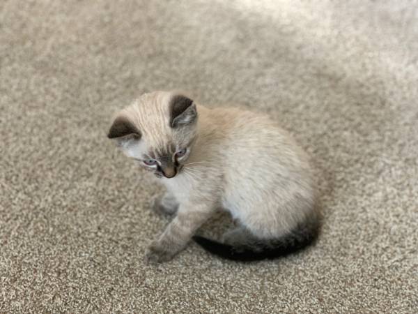 Beautiful Lynx Point Kitten (Brighton)63921242060674122