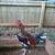Game chickens Game roosters Gamefowl. 3 thumbnail