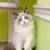 Ragdoll 3moth 1 thumbnail