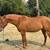 Arabian Gelding 4 thumbnail
