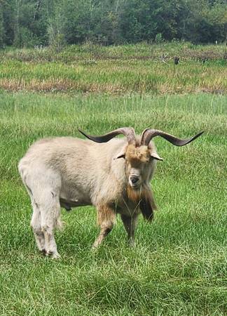 Goat (Interlachen)64309574724610120