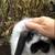 Holland Lop Bunny Rabbit - "Fluff" 4 thumbnail