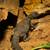 Yellow banded uromastyx 3 thumbnail