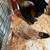 Serama chickens 4 thumbnail