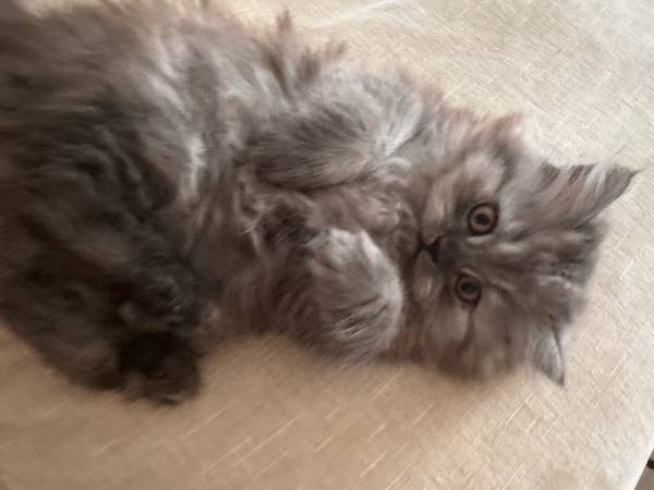 Persian 1